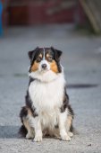 Obedience seminář s Luckou Stemmerovou