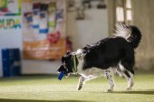 Obedience seminář s Luckou Stemmerovou