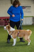 Obedience seminář s Luckou Stemmerovou