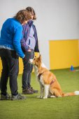 Obedience seminář s Luckou Stemmerovou
