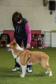 Obedience seminář s Luckou Stemmerovou