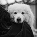 Výstava psů Samojed klubu