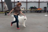 Výstava psů Samojed klubu