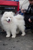 Výstava psů Samojed klubu