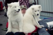 Výstava psů Samojed klubu