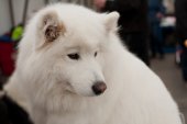 Výstava psů Samojed klubu