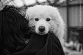 Výstava psů Samojed klubu