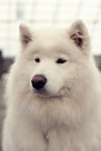 Výstava psů Samojed klubu