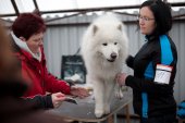Výstava psů Samojed klubu