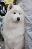 Výstava psů Samojed klubu