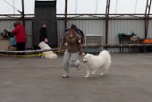 Výstava psů Samojed klubu