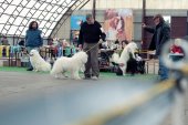 Výstava psů Samojed klubu