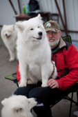 Výstava psů Samojed klubu
