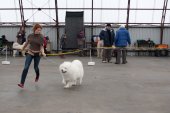 Výstava psů Samojed klubu