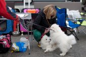 Výstava psů Samojed klubu