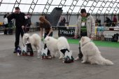 Výstava psů Samojed klubu