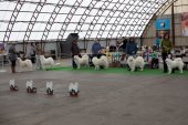Výstava psů Samojed klubu