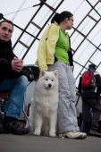 Výstava psů Samojed klubu