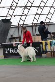 Výstava psů Samojed klubu