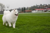 Klubová výstava Samojed klubu
