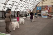 Klubová výstava Samojed klubu