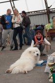 Klubová výstava Samojed klubu