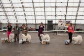 Klubová výstava Samojed klubu