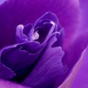 Macro
