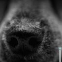 Macro