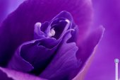 Macro