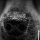 Macro