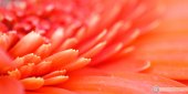 Macro