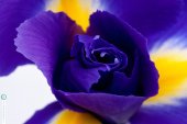 Macro