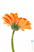 Macro