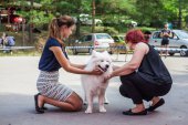 Samoyed days-sobotní výstava