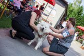 Samoyed days-sobotní výstava