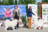Samoyed days-sobotní výstava