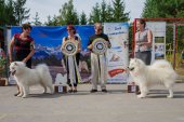 Samoyed days-sobotní výstava