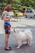Samoyed days-sobotní výstava