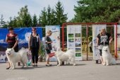Samoyed days-sobotní výstava