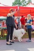 Samoyed days-sobotní výstava