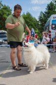 Samoyed days-sobotní výstava