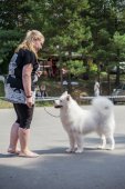 Samoyed days-sobotní výstava