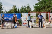 Samoyed days-sobotní výstava