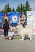 Samoyed days-sobotní výstava