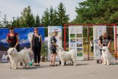 Samoyed days-sobotní výstava