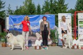 Samoyed days-sobotní výstava