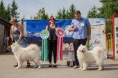 Samoyed days-sobotní výstava