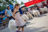 Samoyed days-sobotní výstava