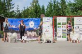 Samoyed days-sobotní výstava
